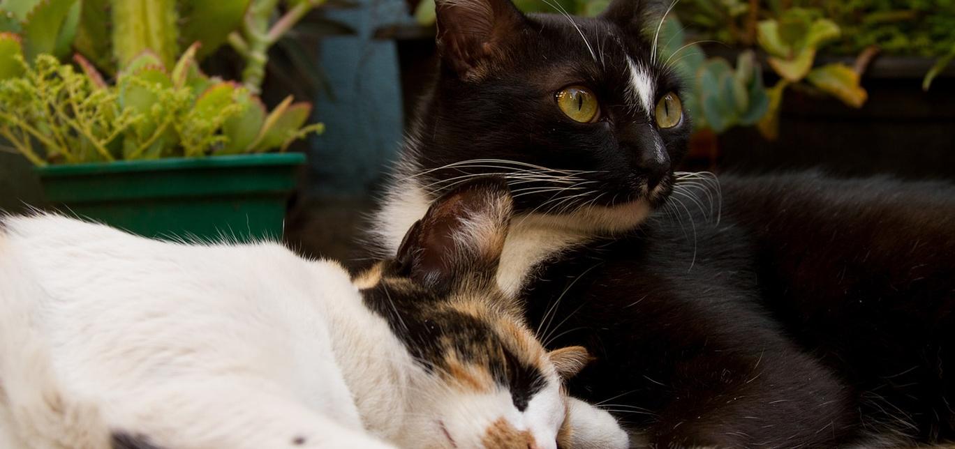 Gatti e routine giornaliera: Creare una routine che soddisfi le esigenze del gatto.