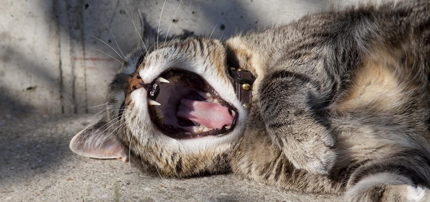 I gatti possono parlare? Ecco come capire il loro linguaggio