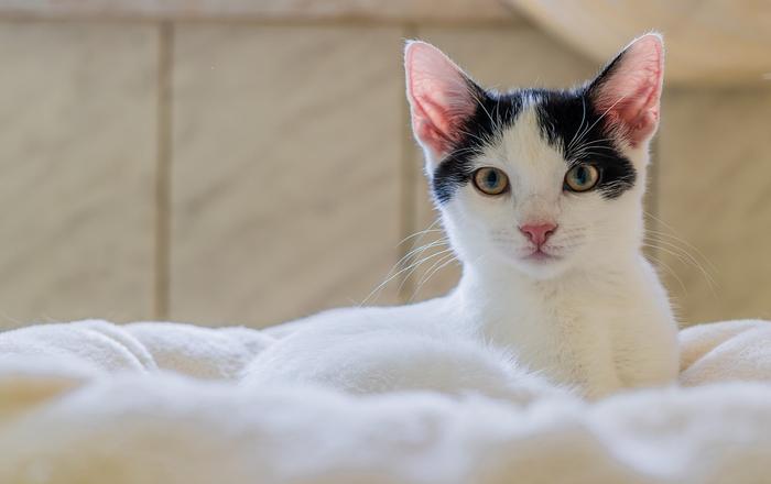 Perché i gatti fanno le fusa? Cosa significano le fusa dei gatti?