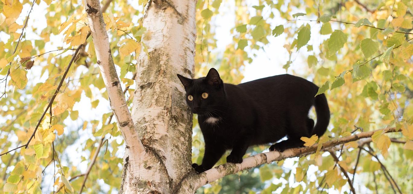 Perché i gatti impastano?