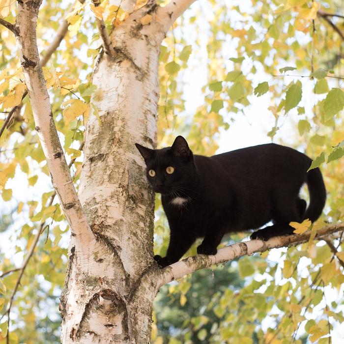 Perché i gatti impastano?