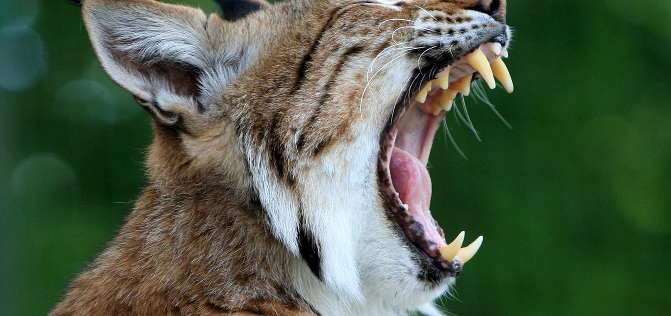 Perché il tuo gatto ti morde? La spiegazione ti lascerà a bocca aperta!