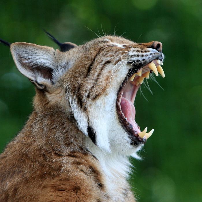 Perché il tuo gatto ti morde? La spiegazione ti lascerà a bocca aperta!