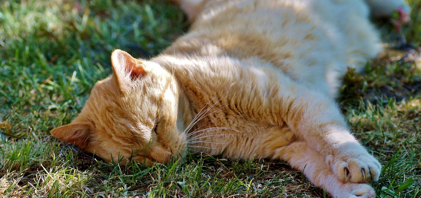 5 consigli per un gatto più snello e sano