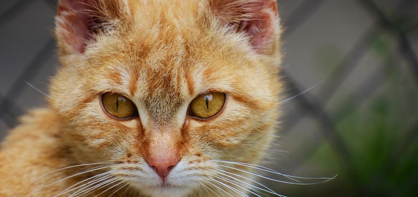 Arrivare a fine mese mangiando sano - Tu e il tuo gatto!