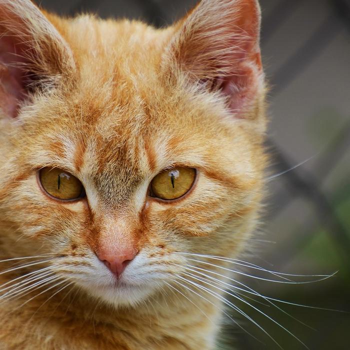 Arrivare a fine mese mangiando sano - Tu e il tuo gatto!