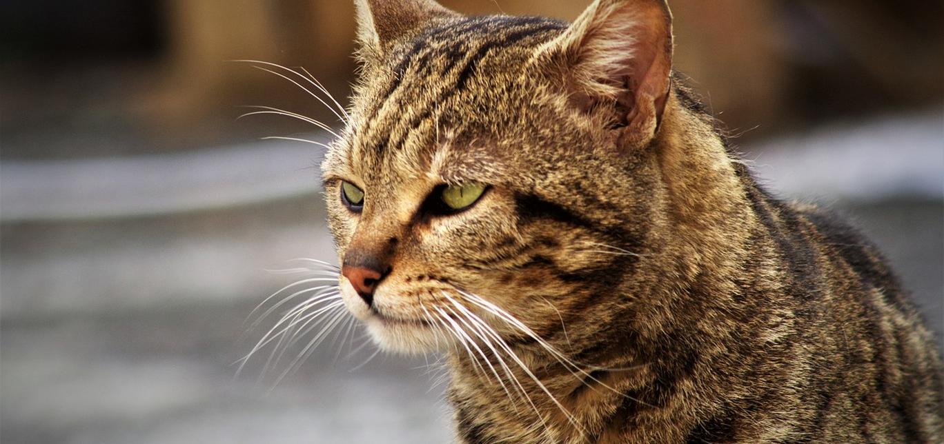 Come cambiare il cibo a un gatto