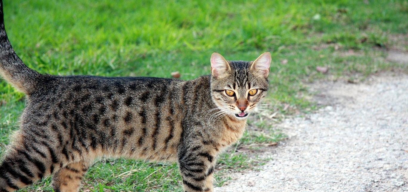 Come nutrire i gatti | Le quattro sfide per nutrire più gatti