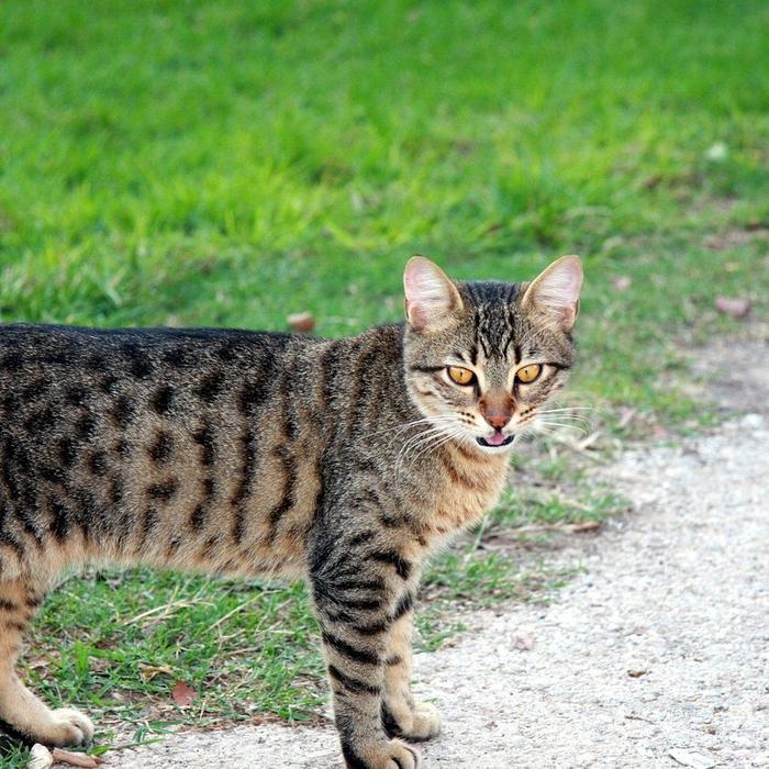 Come nutrire i gatti | Le quattro sfide per nutrire più gatti