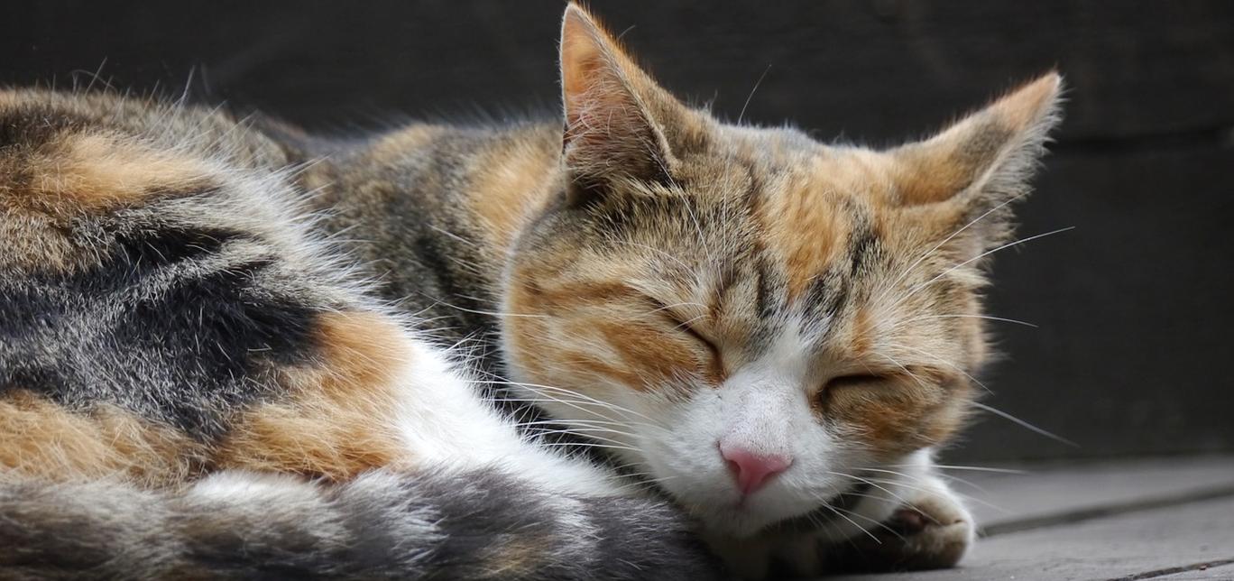 Come preparare una torta di compleanno per il tuo gatto