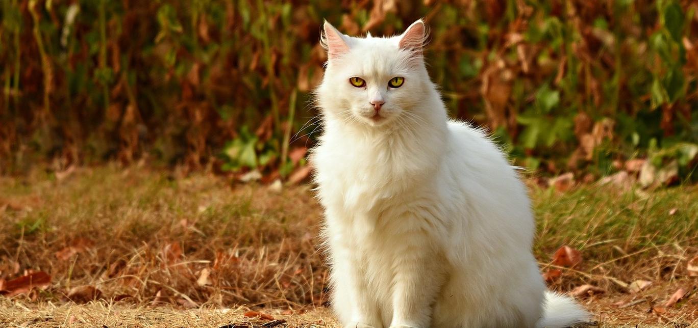 Consigli per trovare il miglior cibo per gatti per aumentare di peso