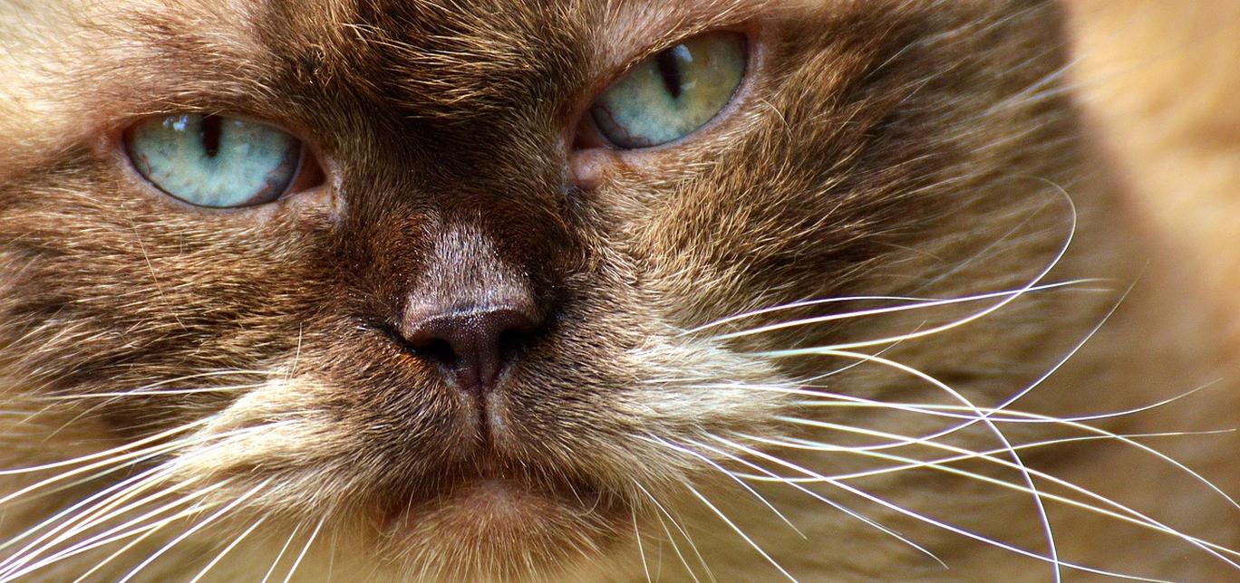 Dieta per gatti: come aiutare il tuo gatto a perdere peso