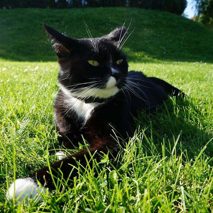 È sicuro per i gatti mangiare cibo per cani?