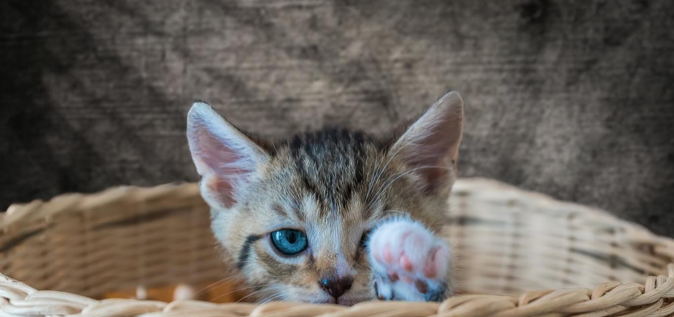 I gatti possono mangiare il formaggio?