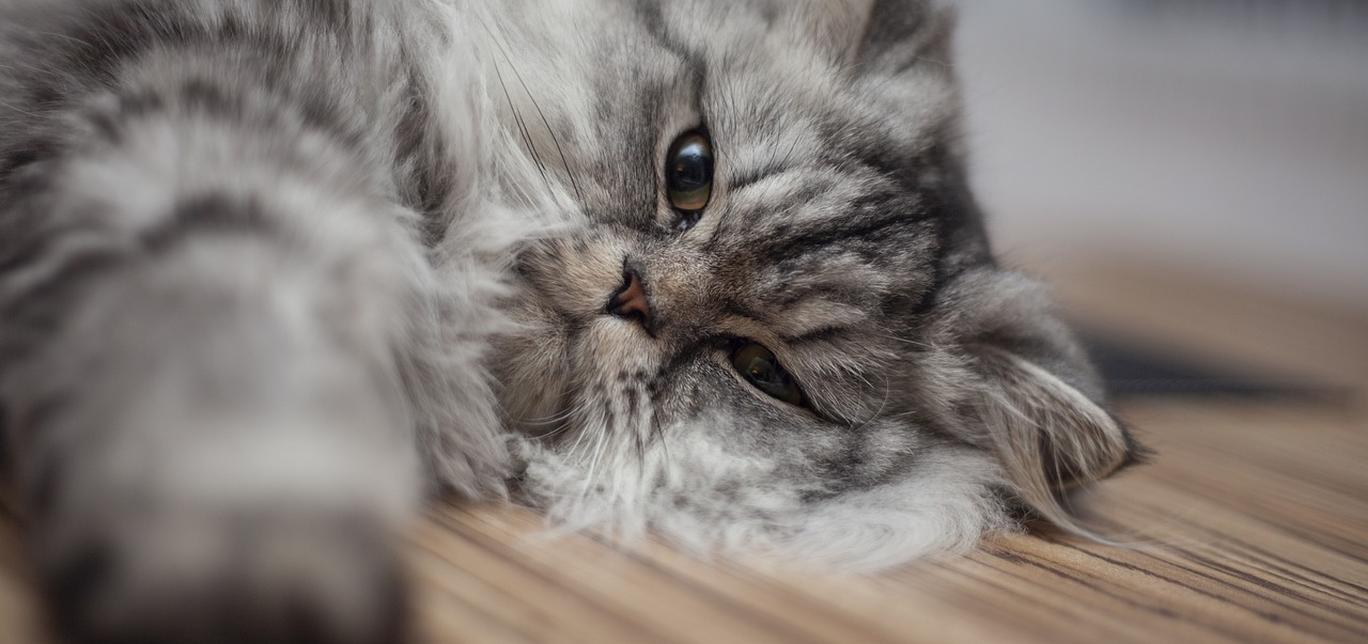 I gatti possono mangiare il pane?