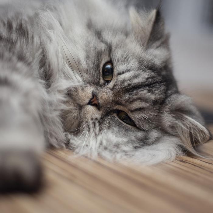 I gatti possono mangiare il pane?