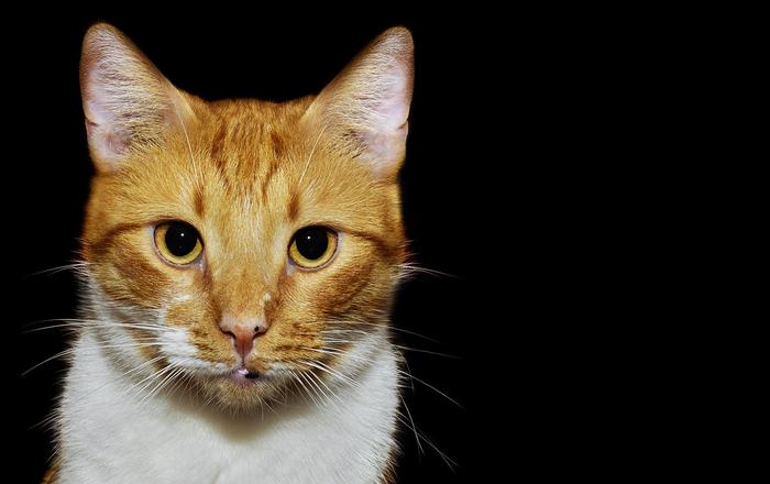 Le carote migliorano davvero la vista a te e al tuo gatto?