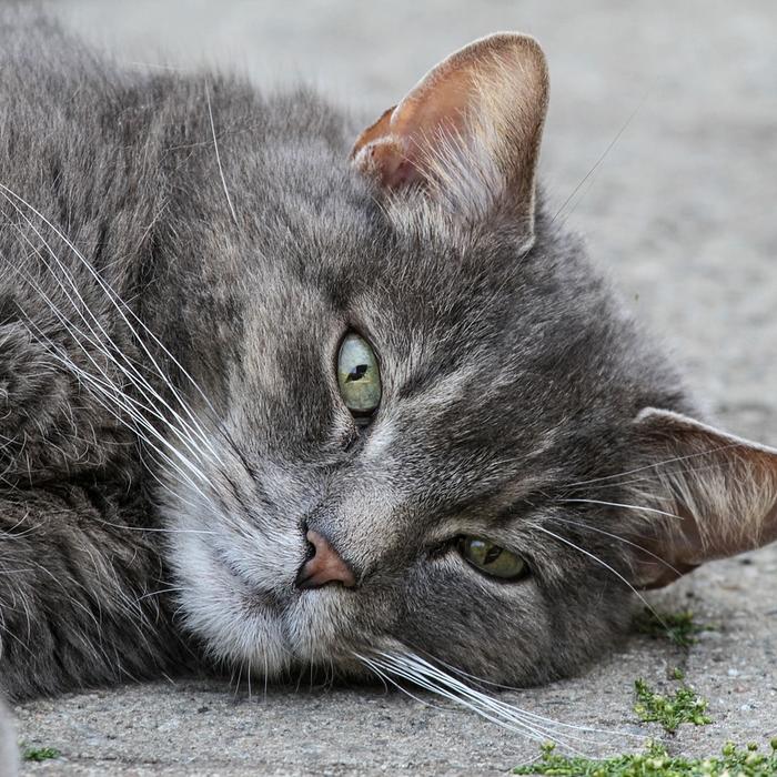 4 modi per intrattenere il tuo gatto domestico mentre sei via