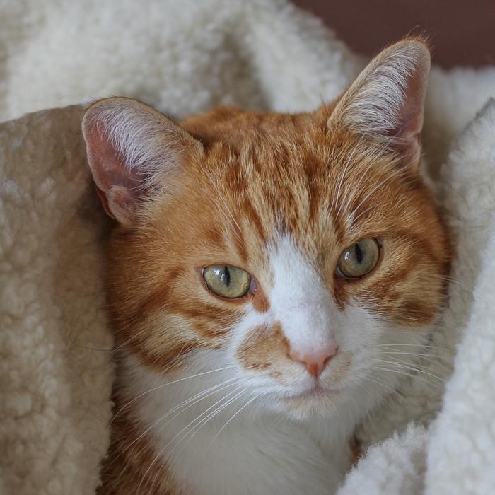 Il Bagno del Gatto: Un'Operazione Delicata