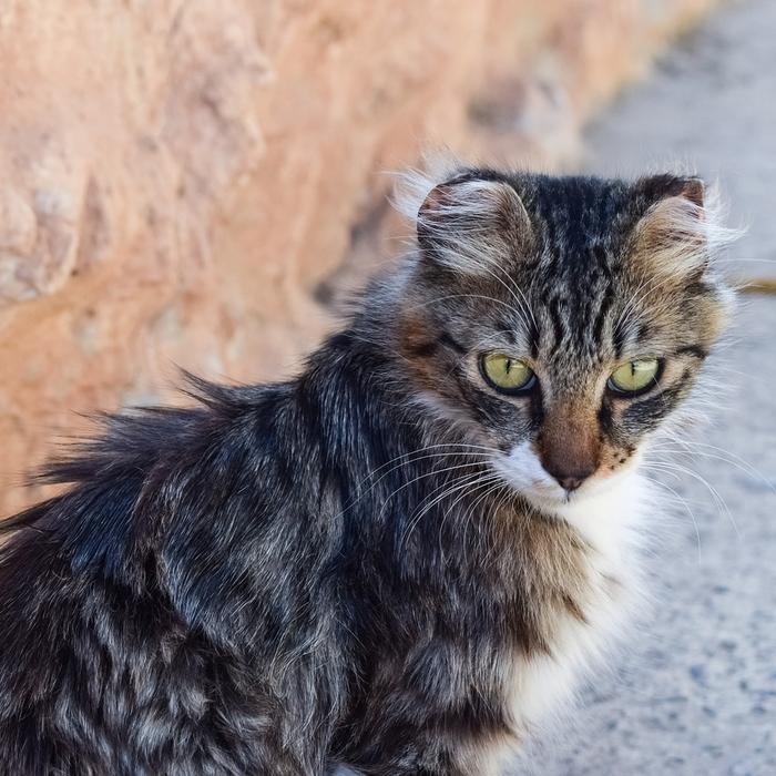 Scegliere il nome perfetto per il gatto