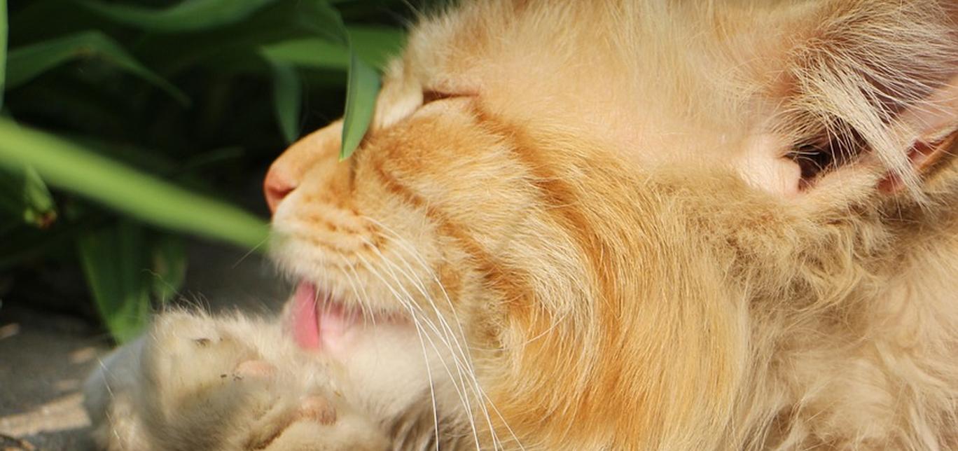 Come lavare un gatto? Il modo giusto per pulire il tuo gatto senza stressarlo!