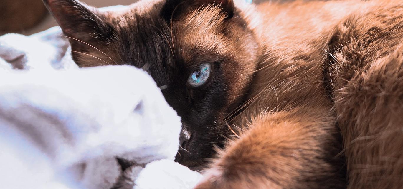 Come pulire le orecchie al tuo gatto in modo semplice e sicuro