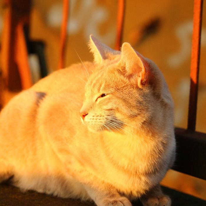 Gatti e pulizia della casa: Come gestire il pelo e la polvere.