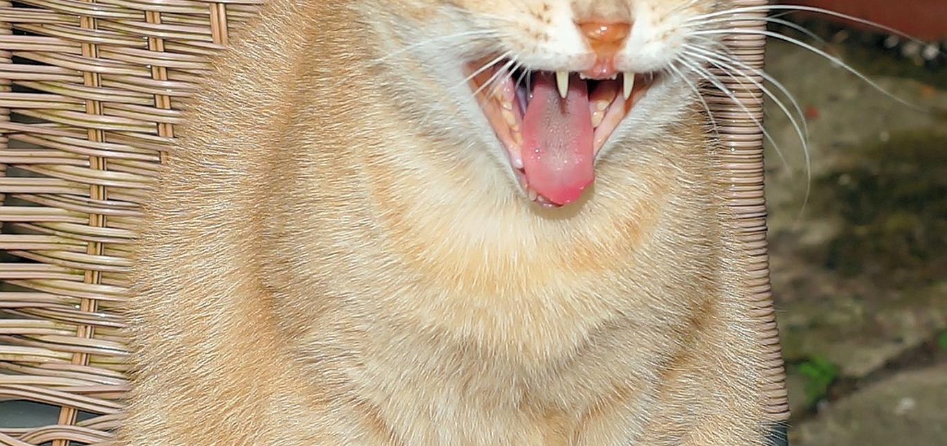 Igiene dentale: Consigli per la pulizia dei denti del gatto e prevenzione del tartaro.