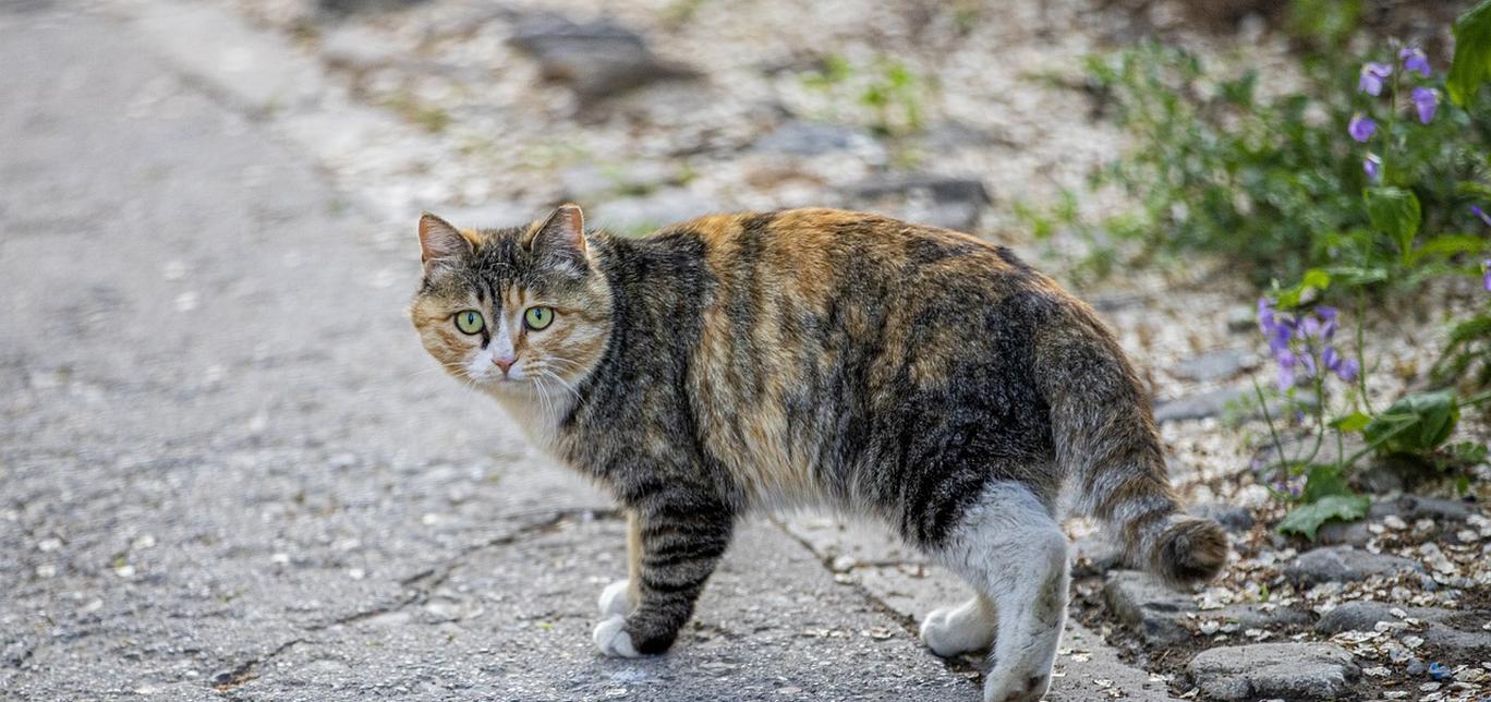 Anemia dovuta a insufficienza (o tossicità) del midollo osseo nei gatti