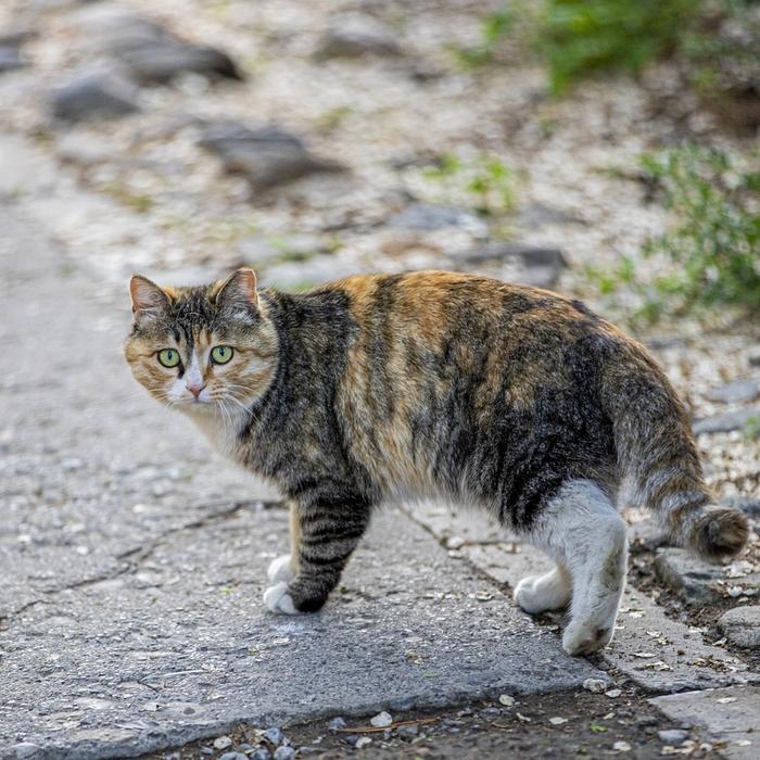 Anemia dovuta a insufficienza (o tossicità) del midollo osseo nei gatti