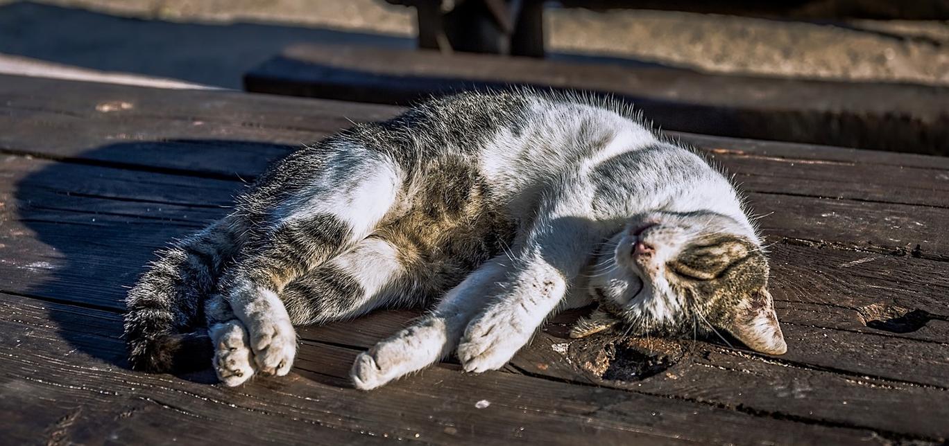 Annegamento (quasi annegamento) nei gatti