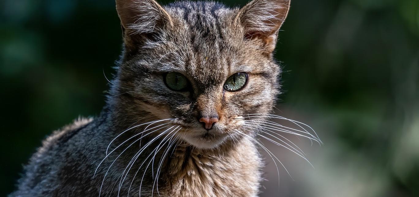 Anomalie dell'uretra nei gatti