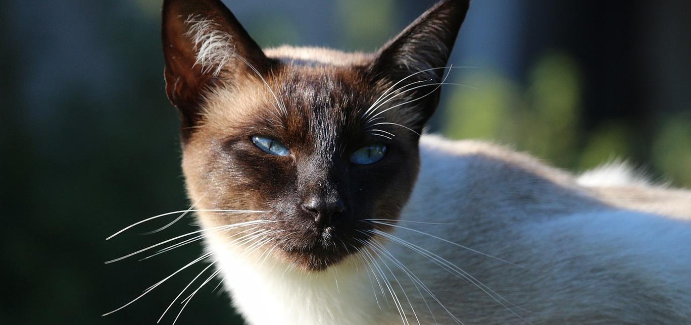 Arresto ventricolare nei gatti