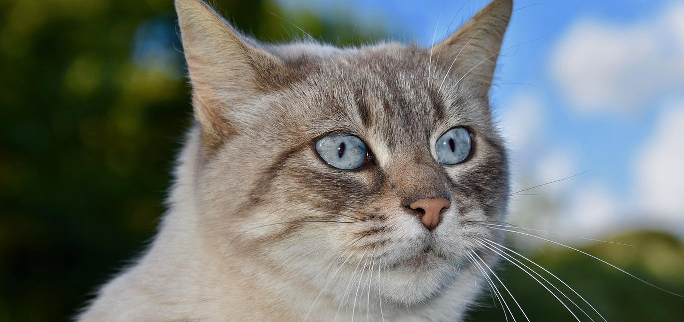 Ascesso ai denti del gatto