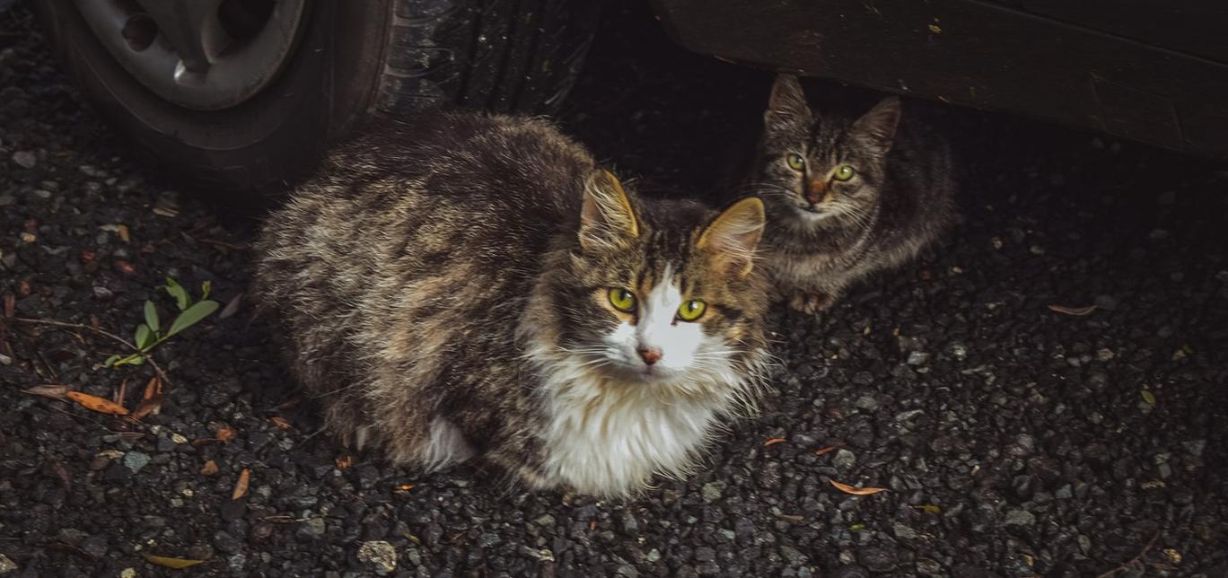 Avvelenamento da farmaci per il cuore nei gatti