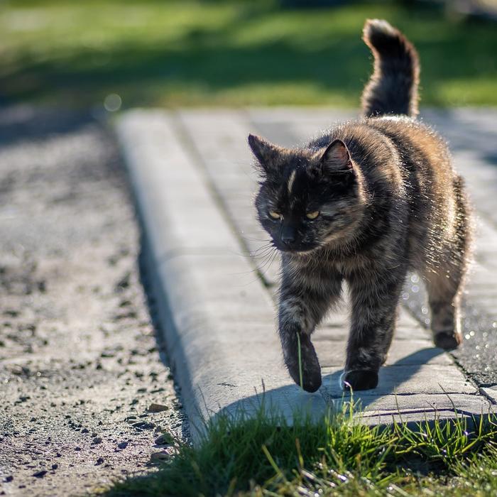 Avvelenamento da piombo nei gatti