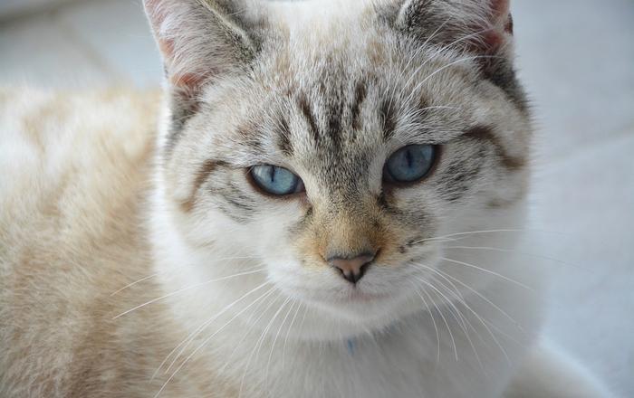 Infezione da virus schiumoso felino nei gatti