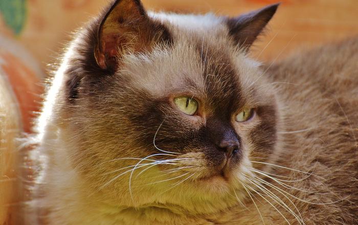 Iperparatiroidismo dovuto a insufficienza renale nei gatti