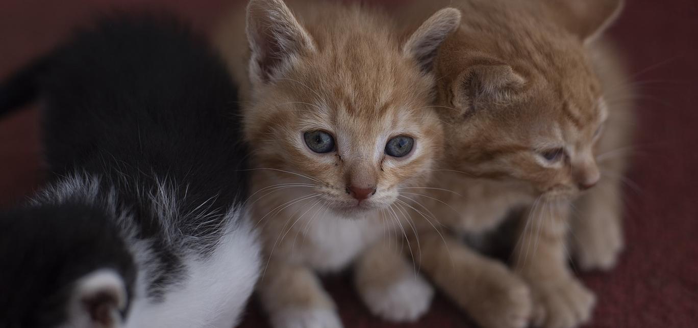 Malattia infiammatoria intestinale dovuta a linfociti e plasma nei gatti