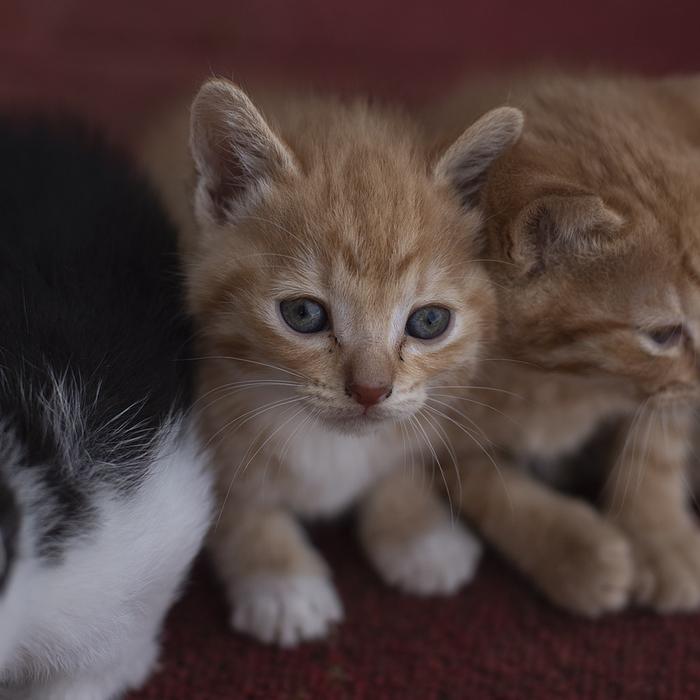 Malattia infiammatoria intestinale dovuta a linfociti e plasma nei gatti