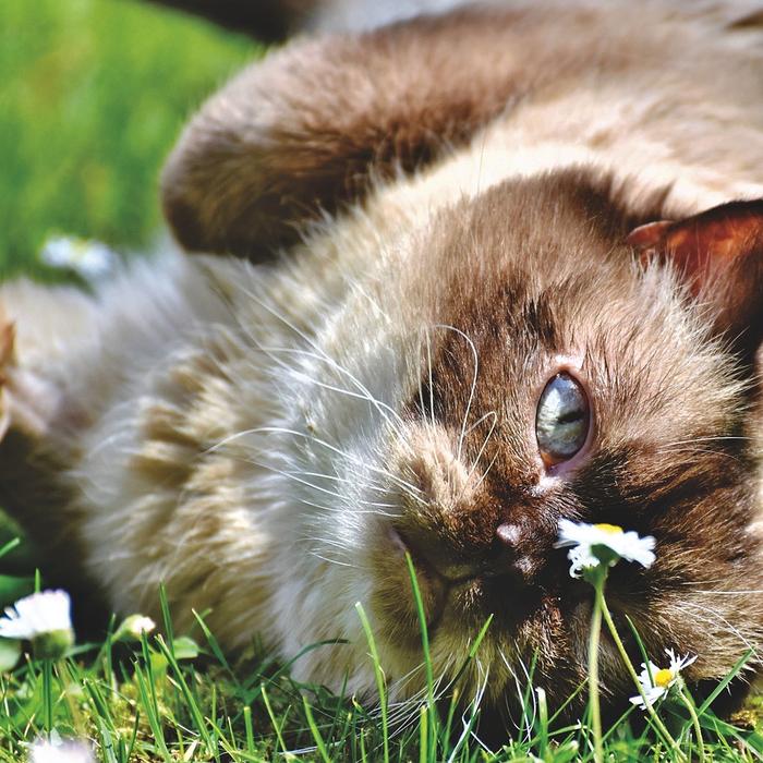 Micosi (sporotricosi) della pelle nei gatti