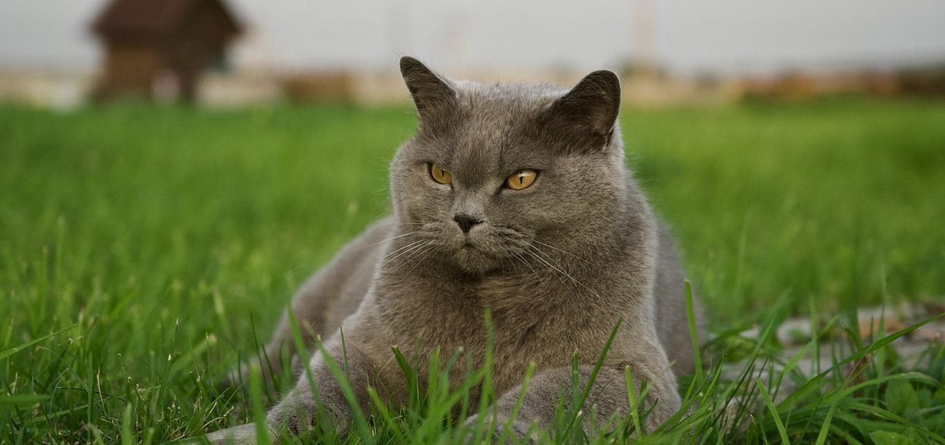 Perché il mio gatto beve molta acqua?