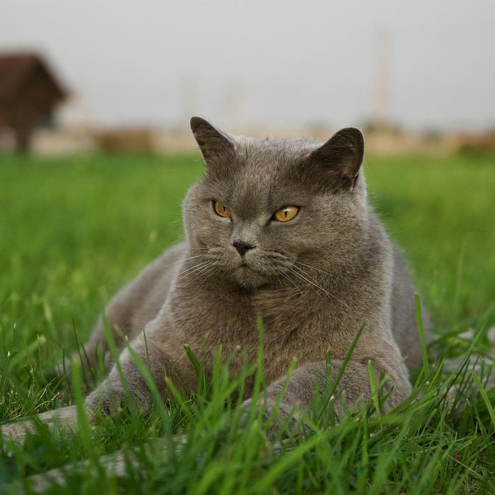 Perché il mio gatto beve molta acqua?