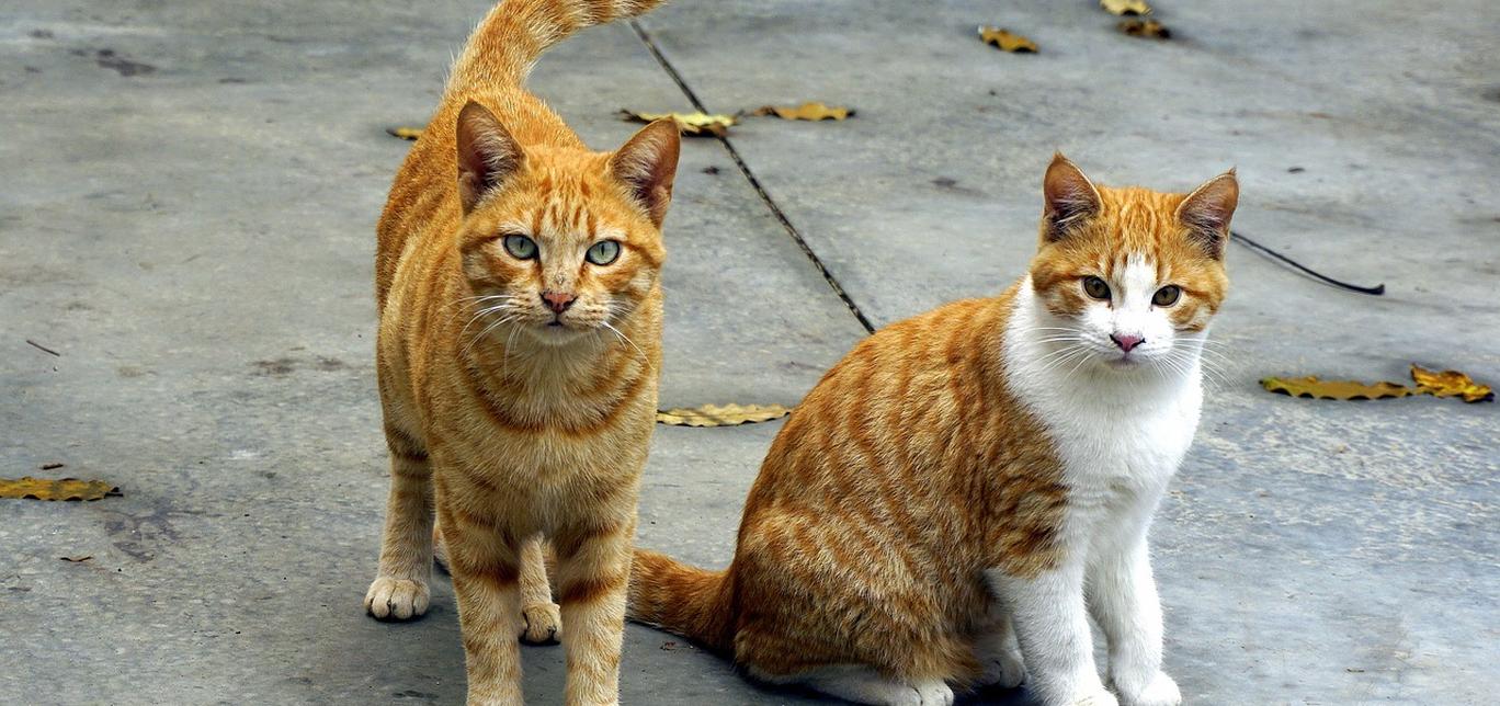 Restringimento del canale vertebrale nei gatti