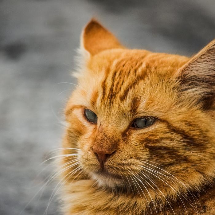 Ritenzione di liquidi e gonfiore dei tessuti dovuto all'accumulo di linfa nei gatti