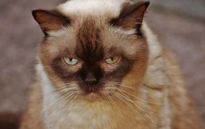 Trattamento della sindrome del vomito biliare nei gatti | Vomito a stomaco vuoto nei gatti