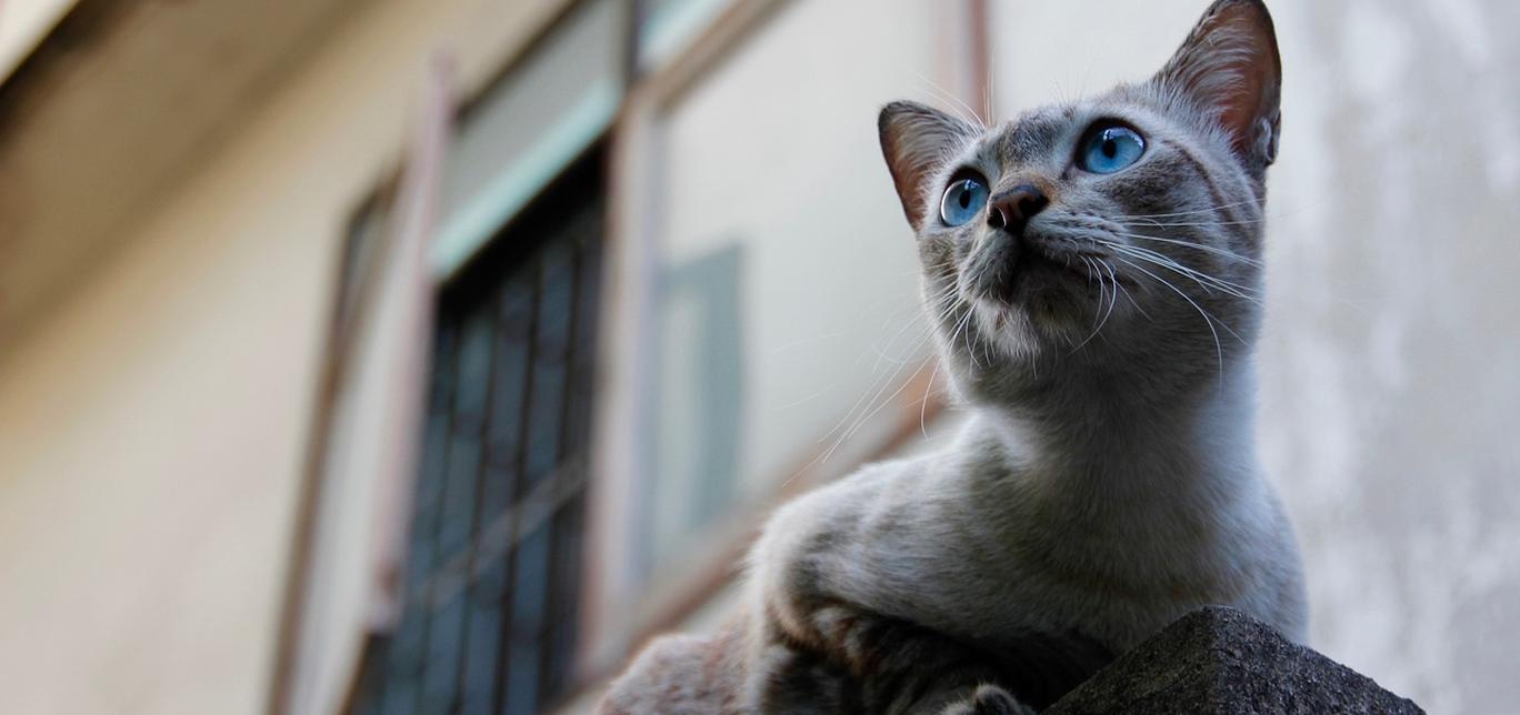 Come il tuo gatto può aiutarti a risparmiare energia