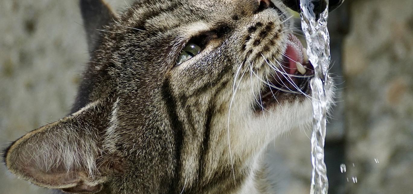 Gatti e cucina: Cosa fare per evitare che il gatto si arrampichi sulle superfici della cucina.