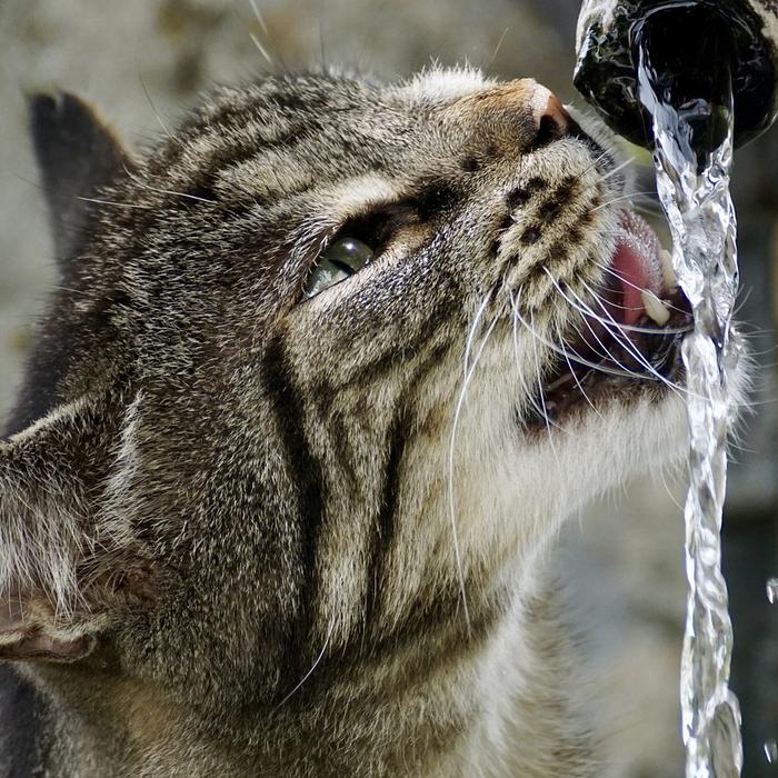 Gatti e cucina: Cosa fare per evitare che il gatto si arrampichi sulle superfici della cucina.