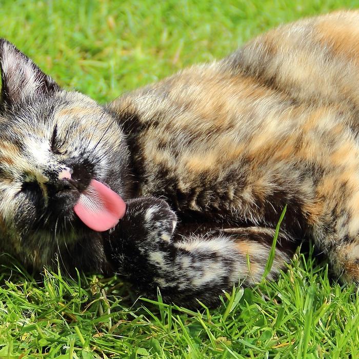 Gatti e giardino: Come proteggere il giardino dai graffi e dalle erbacce.